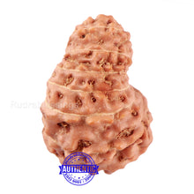Load image into Gallery viewer, 14 mukhi Indonesian Rudraksha - Bead No. 131