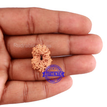 Load image into Gallery viewer, 14 mukhi Indonesian Rudraksha - Bead No. 160
