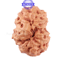 Load image into Gallery viewer, 14 mukhi Indonesian Rudraksha - Bead No. 160