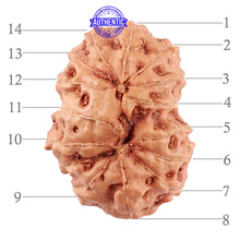 Load image into Gallery viewer, 14 mukhi Indonesian Rudraksha - Bead No. 160