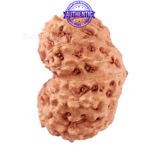 Load image into Gallery viewer, 14 mukhi Indonesian Rudraksha - Bead No. 160