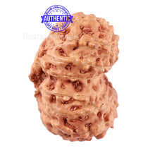 Load image into Gallery viewer, 14 mukhi Indonesian Rudraksha - Bead No. 160