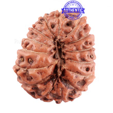 Load image into Gallery viewer, 15 Mukhi Indonesian Rudraksha - Bead No. 234