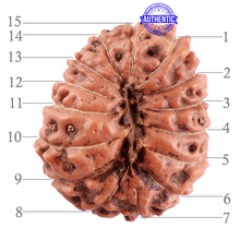 Load image into Gallery viewer, 15 Mukhi Indonesian Rudraksha - Bead No. 234