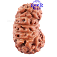 Load image into Gallery viewer, 15 Mukhi Indonesian Rudraksha - Bead No. 234
