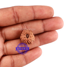 Load image into Gallery viewer, 15 Mukhi Indonesian Rudraksha - Bead No. 238