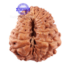 Load image into Gallery viewer, 15 Mukhi Indonesian Rudraksha - Bead No. 238