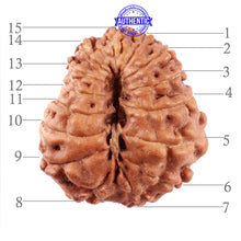 Load image into Gallery viewer, 15 Mukhi Indonesian Rudraksha - Bead No. 238