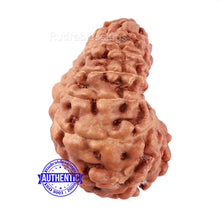 Load image into Gallery viewer, 15 Mukhi Indonesian Rudraksha - Bead No. 238