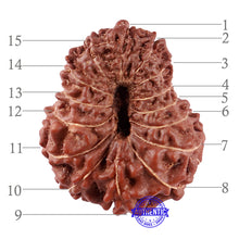 Load image into Gallery viewer, 15 Mukhi Indonesian Rudraksha - Bead No. 239