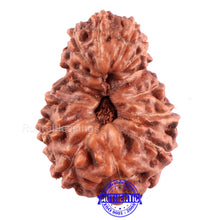 Load image into Gallery viewer, 13 Mukhi Indonesian Rudraksha - Bead No. 194