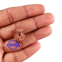 Load image into Gallery viewer, 13 Mukhi Indonesian Rudraksha - Bead No. 194