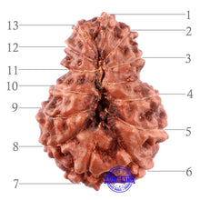 Load image into Gallery viewer, 13 Mukhi Indonesian Rudraksha - Bead No. 194