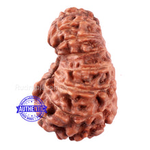 Load image into Gallery viewer, 13 Mukhi Indonesian Rudraksha - Bead No. 194