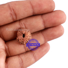 Load image into Gallery viewer, 15 Mukhi Indonesian Rudraksha - Bead No. 240