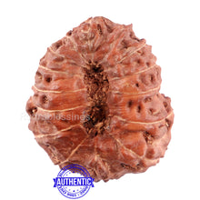 Load image into Gallery viewer, 15 Mukhi Indonesian Rudraksha - Bead No. 240