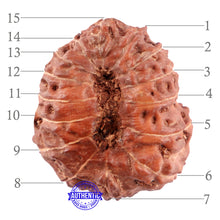Load image into Gallery viewer, 15 Mukhi Indonesian Rudraksha - Bead No. 240