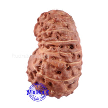 Load image into Gallery viewer, 15 Mukhi Indonesian Rudraksha - Bead No. 240