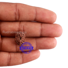 Load image into Gallery viewer, 15 Mukhi Indonesian Rudraksha - Bead No. 241