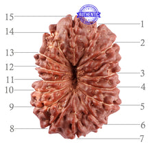 Load image into Gallery viewer, 15 Mukhi Indonesian Rudraksha - Bead No. 241