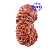 Load image into Gallery viewer, 15 Mukhi Indonesian Rudraksha - Bead No. 241