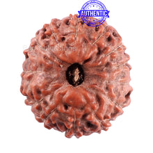 Load image into Gallery viewer, 14 mukhi Indonesian Rudraksha - Bead No. 214