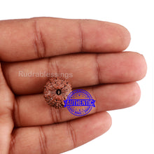 Load image into Gallery viewer, 14 mukhi Indonesian Rudraksha - Bead No. 214