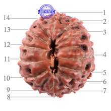 Load image into Gallery viewer, 14 mukhi Indonesian Rudraksha - Bead No. 214
