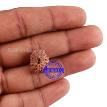 Load image into Gallery viewer, 14 mukhi Indonesian Rudraksha - Bead No. 216