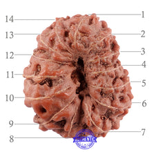 Load image into Gallery viewer, 14 mukhi Indonesian Rudraksha - Bead No. 216