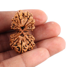 Load image into Gallery viewer, 14 Mukhi Nepalese Gaurishankar Rudraksha - Bead No. 163