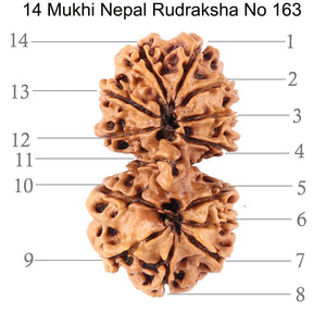 14 Mukhi Nepalese Gaurishankar Rudraksha - Bead No. 163