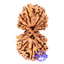 Load image into Gallery viewer, 14 Mukhi Nepalese Gaurishankar Rudraksha - Bead No. 163