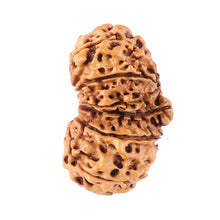 Load image into Gallery viewer, 14 Mukhi Nepalese Gaurishankar Rudraksha - Bead No. 163