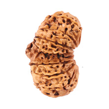 Load image into Gallery viewer, 14 Mukhi Nepalese Gaurishankar Rudraksha - Bead No. 163