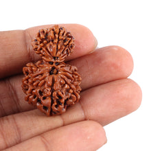 Load image into Gallery viewer, 14 Mukhi Nepalese Garbhgauri Rudraksha - Bead No. 164