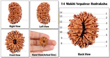 Load image into Gallery viewer, 14 Mukhi Nepalese Rudraksha - Bead No. 34