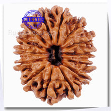 Load image into Gallery viewer, 14 Mukhi Nepalese Rudraksha - Bead No. 34