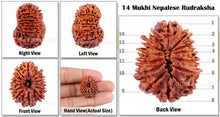 Load image into Gallery viewer, 14 Mukhi Nepalese Rudraksha - Bead No. 53
