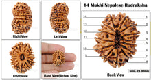 Load image into Gallery viewer, 14 Mukhi Nepalese Rudraksha - Bead No. 99