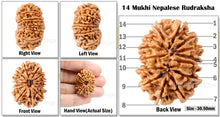 Load image into Gallery viewer, 14 Mukhi Nepalese Rudraksha - Bead No. 117