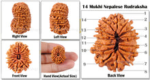 Load image into Gallery viewer, 14 Mukhi Nepalese Rudraksha - Bead No. 51