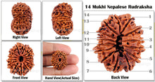 Load image into Gallery viewer, 14 Mukhi Nepalese Rudraksha - Bead No. 71