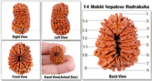 Load image into Gallery viewer, 14 Mukhi Nepalese Rudraksha - Bead No. 74