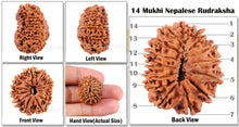 Load image into Gallery viewer, 14 Mukhi Nepalese Rudraksha - Bead No. 88