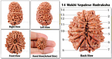 Load image into Gallery viewer, 14 Mukhi Nepalese Rudraksha - Bead No. 89
