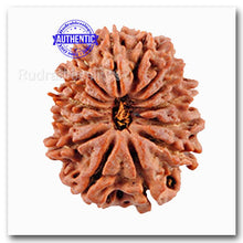 Load image into Gallery viewer, 14 Mukhi Nepalese Rudraksha - Bead No. 89