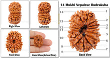 Load image into Gallery viewer, 14 Mukhi Nepalese Rudraksha - Bead No. 90