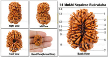 Load image into Gallery viewer, 14 Mukhi Nepalese Rudraksha - Bead No. 95