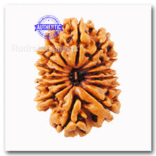 Load image into Gallery viewer, 14 Mukhi Nepalese Rudraksha - Bead No. 95